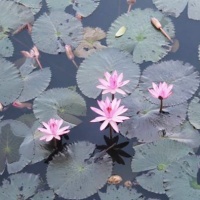 ViewBug 101: Water Lily